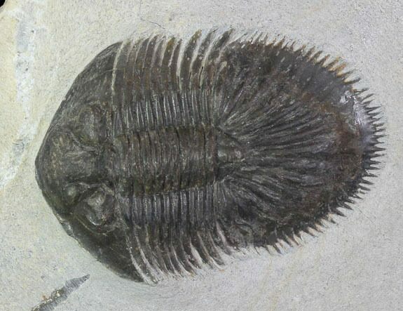 Bargain, Thysanopeltis Trilobite - Issoumour, Morocco #100371